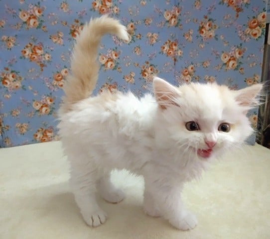 スコティッシュフォールド