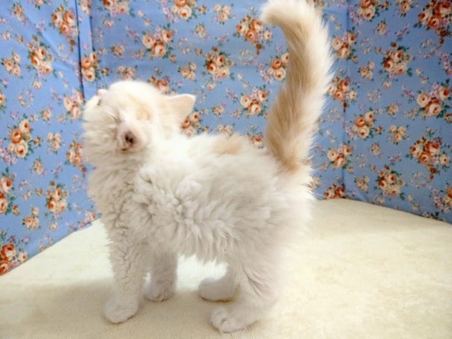 スコティッシュフォールド