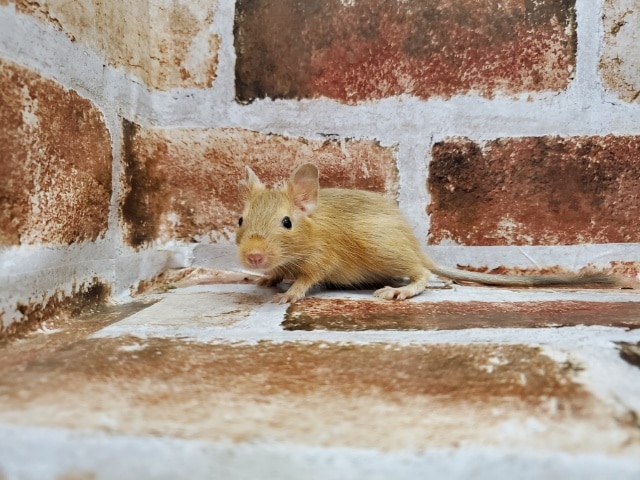 濃いめ!サンドデグー☆ デグー