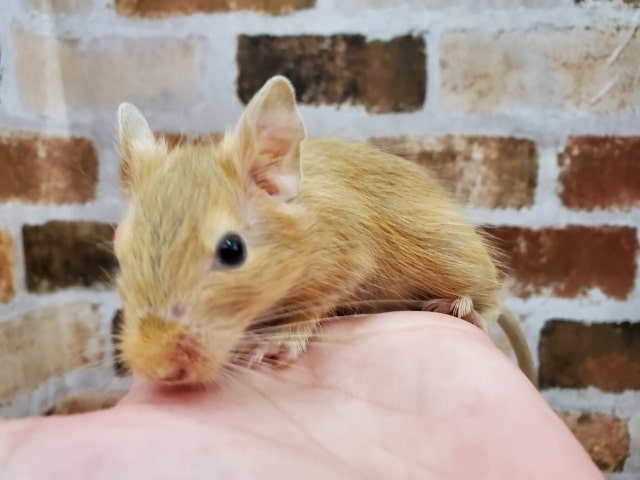 濃いめ!サンドデグー☆ デグー