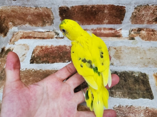 セキセイインコ