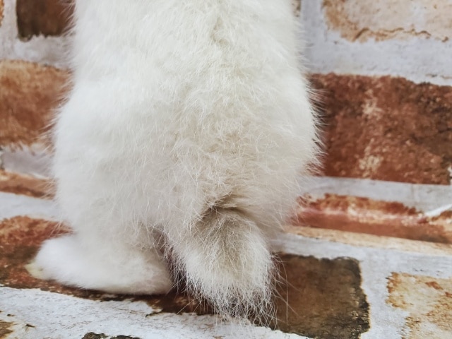 ネザーランドドワーフ