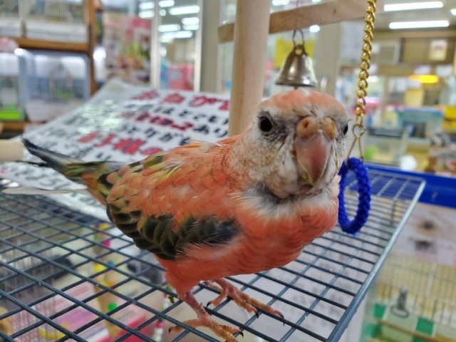 アキクサインコ（秋草インコ）