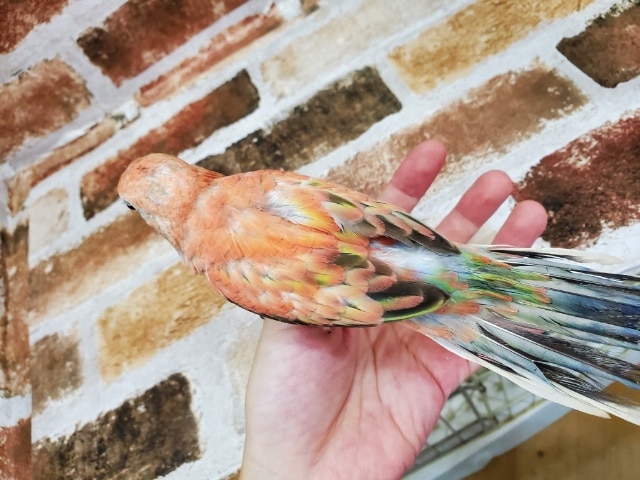 アキクサインコ（秋草インコ）