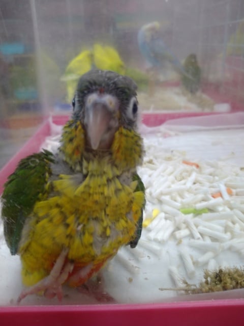 ワキコガネウロコインコ