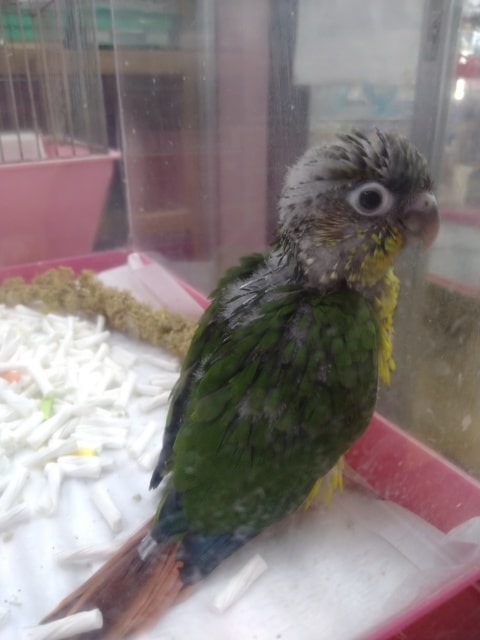 ワキコガネウロコインコ