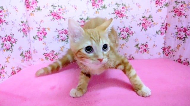 アメリカンショートヘア