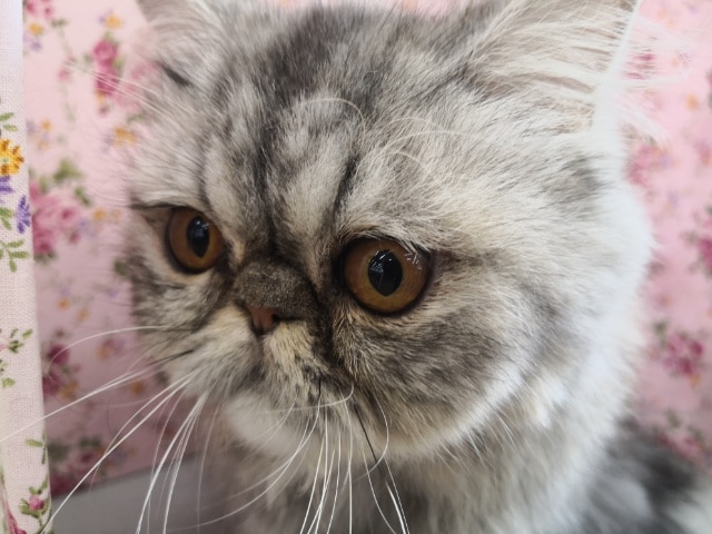 超ホヤホヤ最新画像♪ぶちゃかわ♡エキゾチックちゃん! エキゾチック