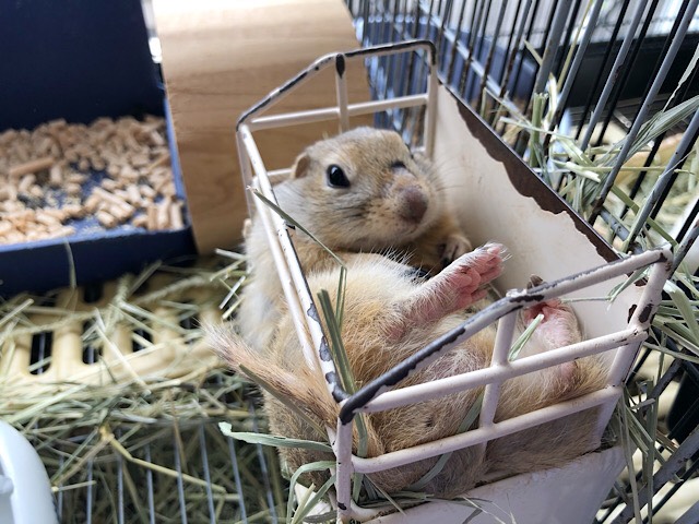 リチャードソンジリス