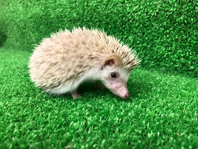 おチビのハリネズミちゃん〜♡ ハリネズミ(ヨツユビハリネズミ)