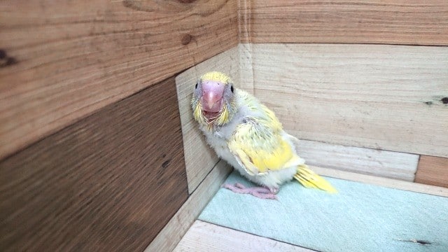 セキセイインコ