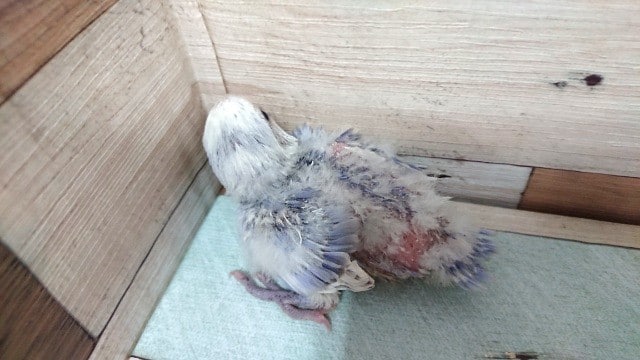 コザクラインコ（小桜インコ）