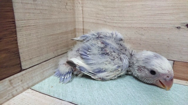 コザクラインコ（小桜インコ）