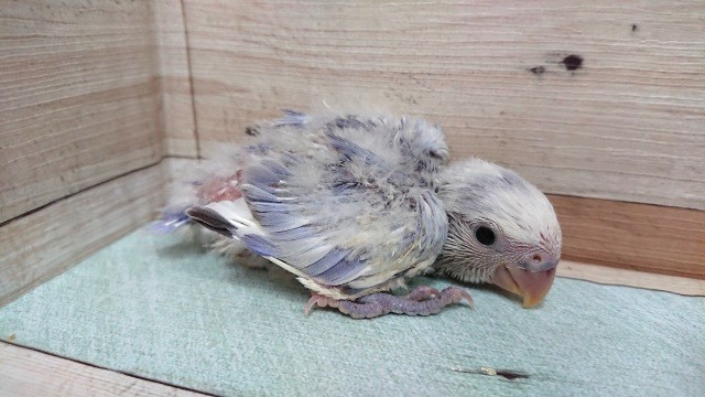 コザクラインコ（小桜インコ）