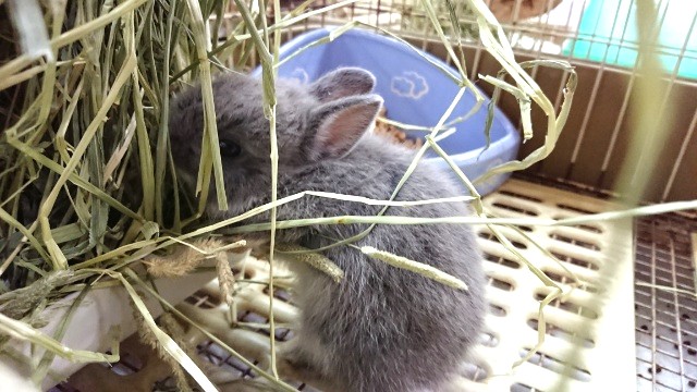 ドワーフラビット