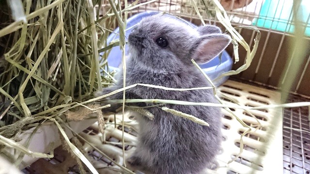 ドワーフラビット