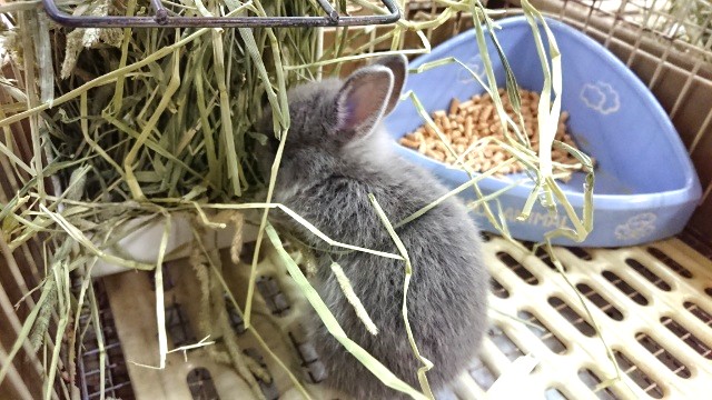 ドワーフラビット