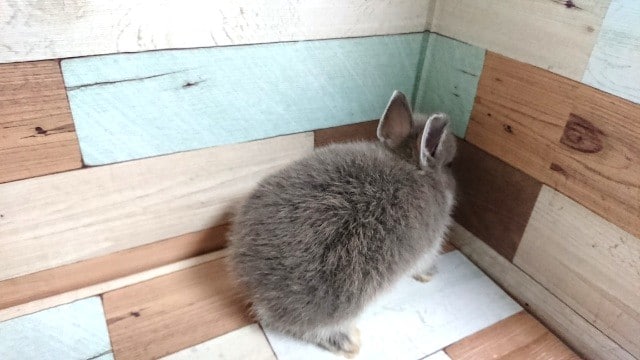 ドワーフラビット