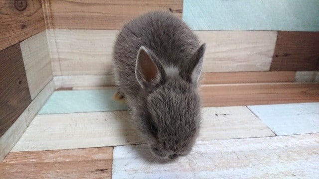 ドワーフラビット