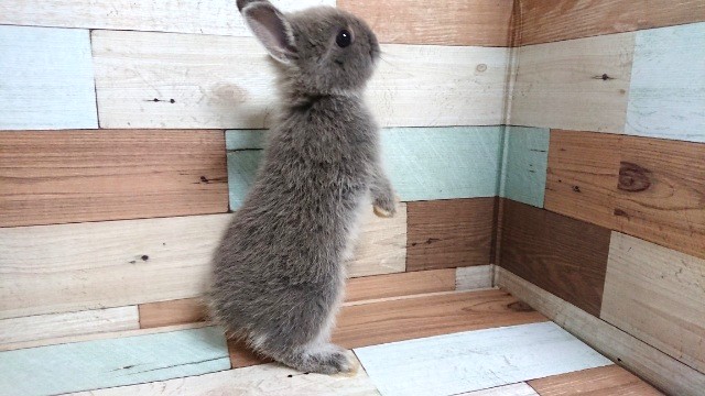 ドワーフラビット