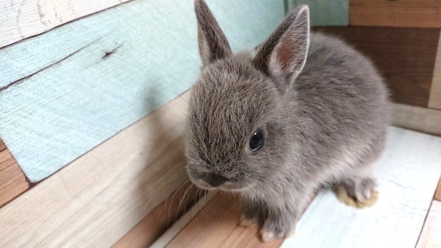 ドワーフラビット