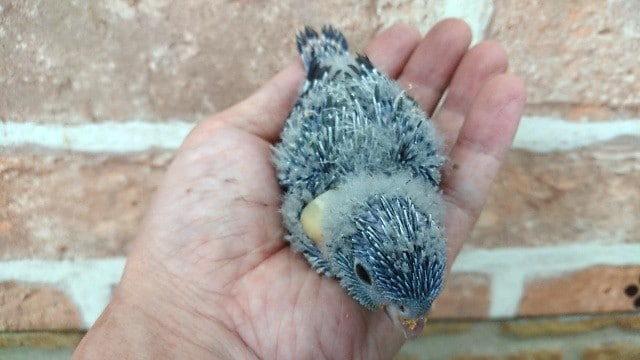 サザナミインコ