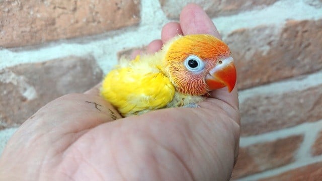 ヤマブキボタンインコ