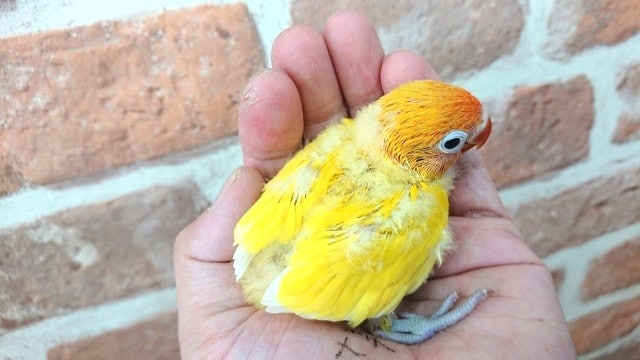 ヤマブキボタンインコ