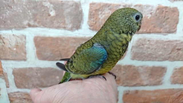 ビセイインコ（美声インコ）