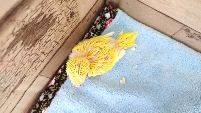 セキセイインコ