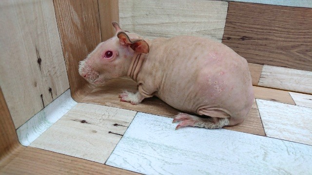 スキニーギニアピッグ