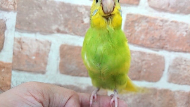 セキセイインコ