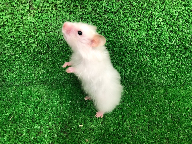 ゴールデンハムスター