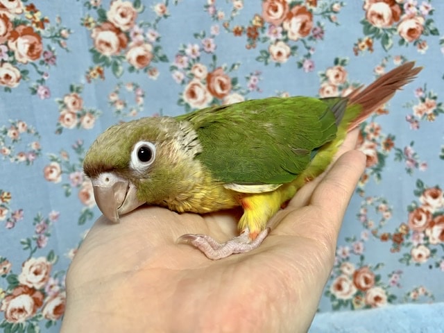 ホオミドリウロコインコ