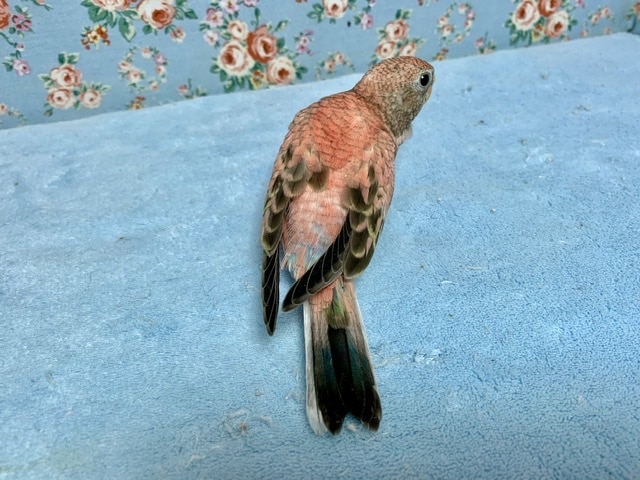 アキクサインコ（秋草インコ）