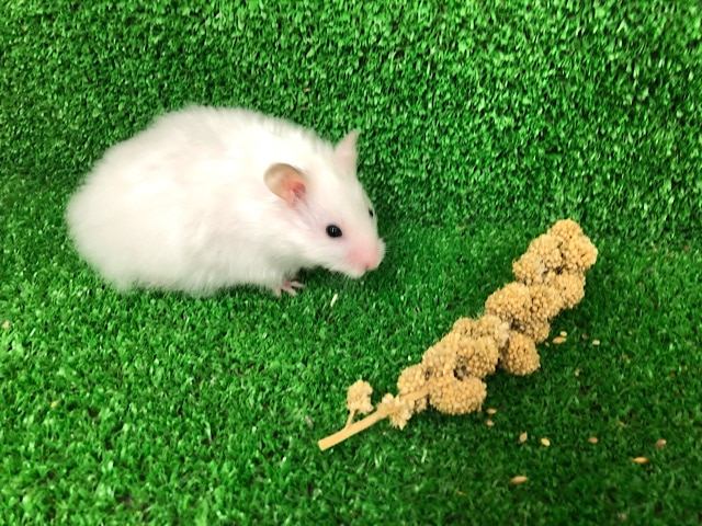 ゴールデンハムスター