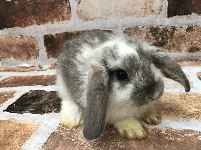 垂れ耳がたまらんロップイヤー♡ ロップイヤーラビット