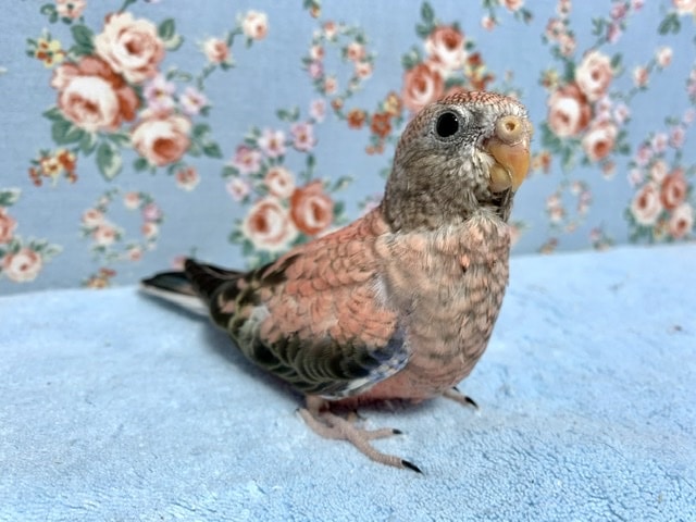 アキクサインコ（秋草インコ）