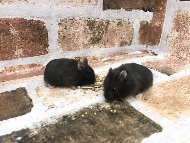 ジャンガリアンハムスター