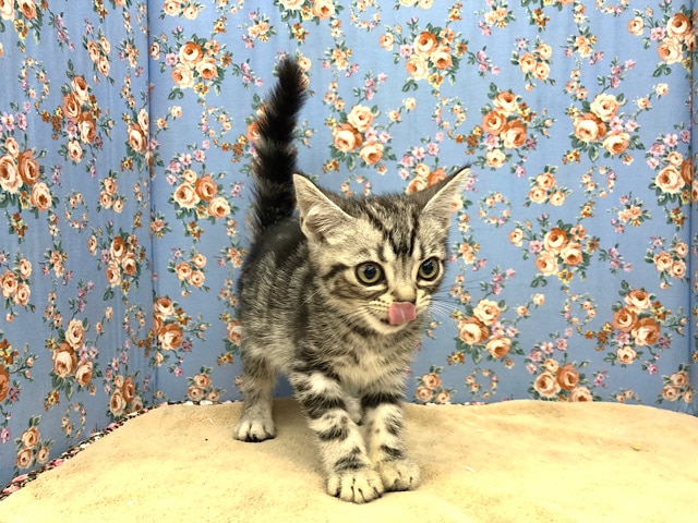 アメリカンショートヘア