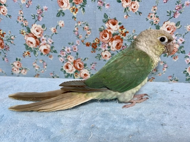 ホオミドリウロコインコ