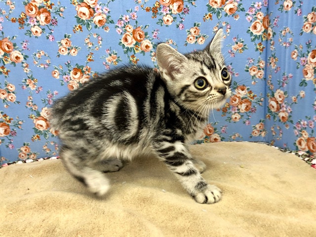 アメリカンショートヘア