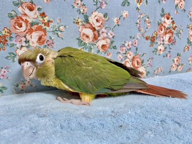 ホオミドリウロコインコ