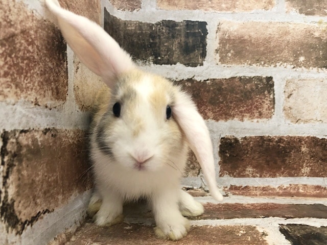 ロップイヤーラビット