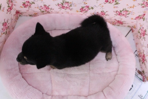 担当者絶賛!! 豆柴の女のコ 2020.8/13撮影 豆柴