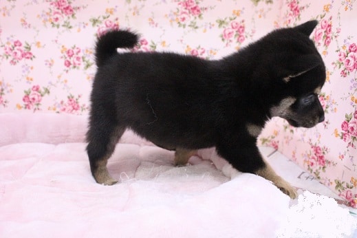 担当者絶賛!! 豆柴の女のコ 2020.8/13撮影 豆柴