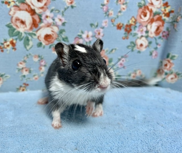 カラージャービル（スナネズミ）