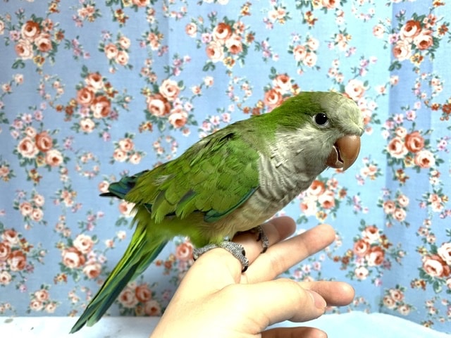 オキナインコ