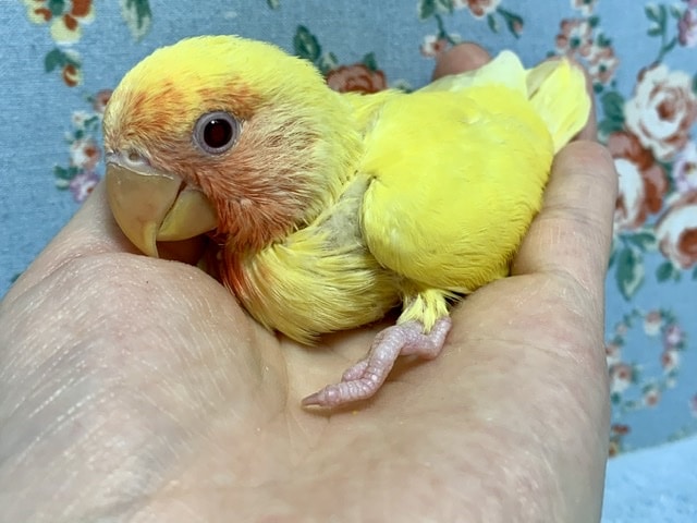コザクラインコ（小桜インコ）