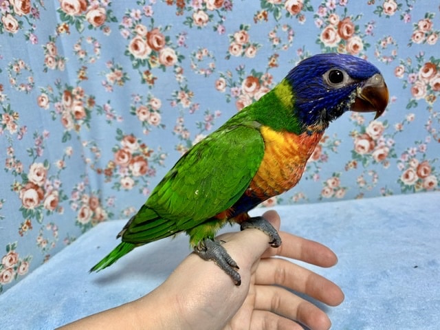 ゴシキセイガイインコ